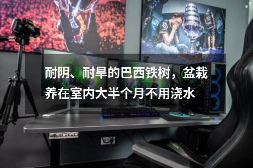 耐阴、耐旱的巴西铁树，盆栽养在室内大半个月不用浇水-第1张-游戏相关-泓泰